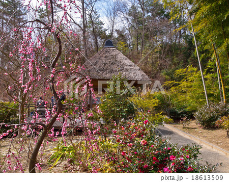 枝垂れ梅 18613509