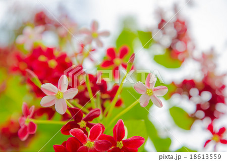 シクンシの花 18613559