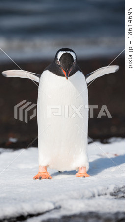 Gentoo penguin, Deception Island, Antarctica 18614695