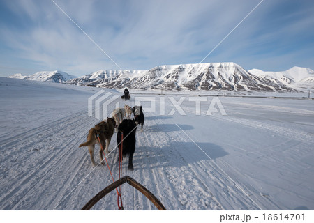 Dog sled tour across a barren winter landscape 18614701