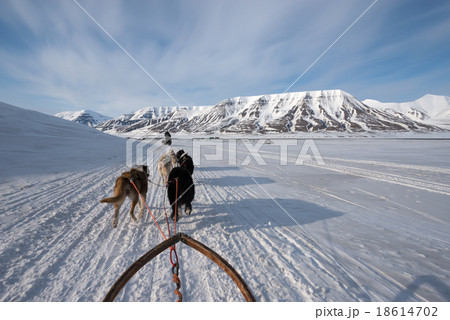 Dog sled tour across a barren winter landscape 18614702