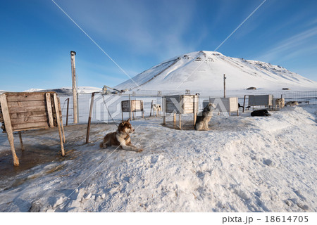 Arctic sled dogs, Longyearbyen, Svalbard 18614705