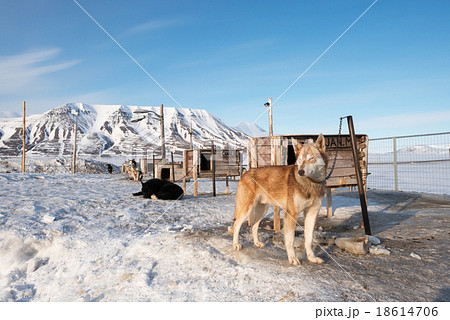 Arctic sled dogs, Longyearbyen, Svalbard 18614706