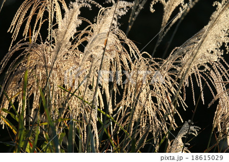ススキ ススキ 18615029