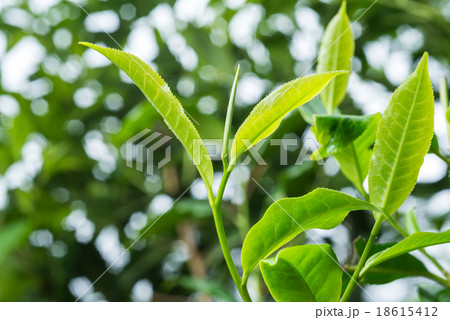 Fresh tea leafs 18615412