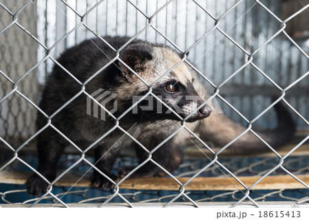 Kopi luwak coffee series : Civet in cage 18615413