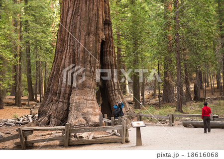 Giant Sequoia, Mariposa Grove Giant Sequoia, Mariposa Grove 18616068