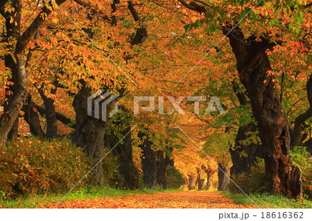 北上　展勝地　桜並木の紅葉 18616362