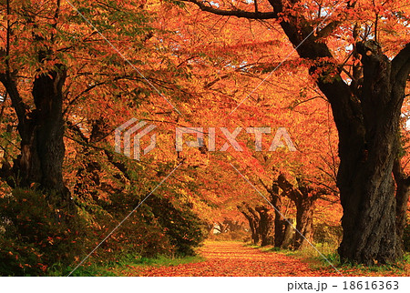 北上 展勝地 桜並木の紅葉の写真素材