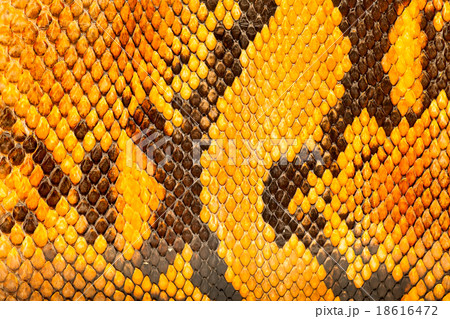 Yellow python leather, texture for background. Yellow python leather, texture for background. 18616472