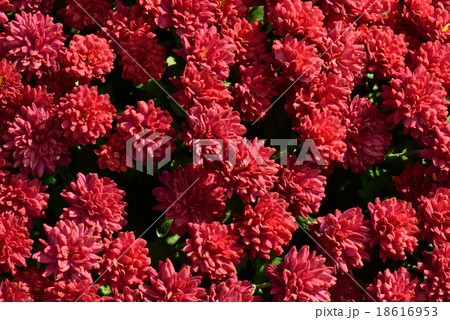 密集して咲いている赤い小菊 18616953