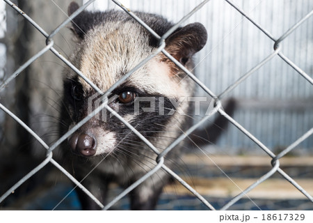 Kopi luwak coffee series : Civet in cage Kopi luwak coffee series : Civet in cage 18617329
