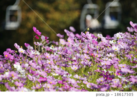 となみ夢の平コスモスウォッチング 18617505