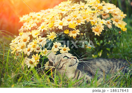 Cute cat relaxing outdoor on flower lawn 18617643