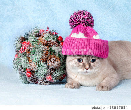 Cat lying next to Christmas Kissing Bough Cat lying next to Christmas Kissing Bough 18617654