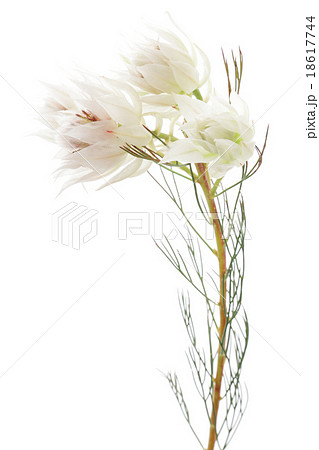 セルリアの花の写真素材