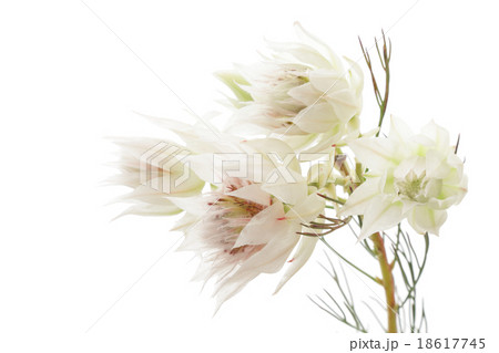 セルリアの花の写真素材