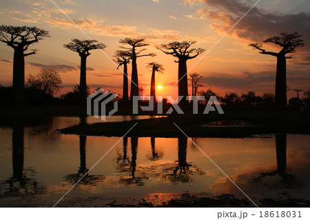 夕暮れのバオバブ並木 18618031