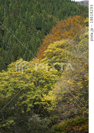 紅葉した森 紅葉した森 18618293