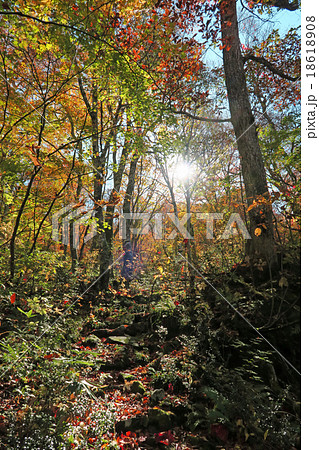 紅葉のブナ林 18618908