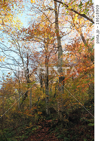 紅葉のブナ林 紅葉のブナ林 18618909