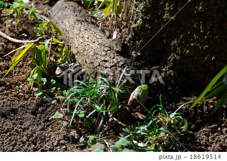 ふきのとう ふきのとう 18619514