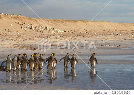 King Penguins in the Surf 18619636