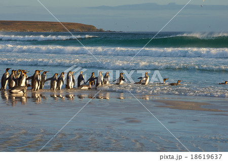 King Penguins in the Surf 18619637