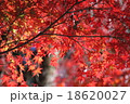 定福寺の紅葉 18620027