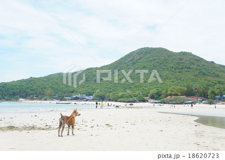 Tien Beach Koh Larn Pattaya タイ パタヤ ラン島のティエンビーチ の写真素材