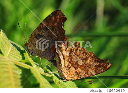 キタテハの交尾 18620919