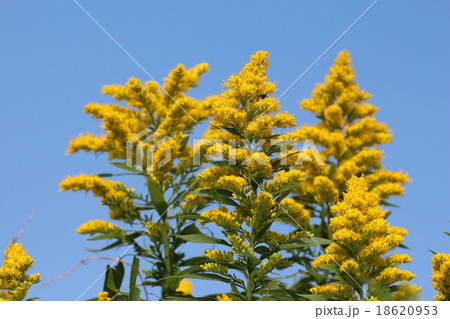 青と黄 青と黄 18620953