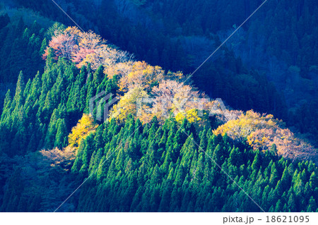 ナメゴ谷 18621095