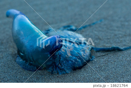 Bule Bottle Jellyfish Bule Bottle Jellyfish 18621764