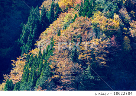 ナメゴ谷 18622384