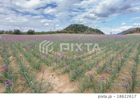 らっきょう畑 18622617