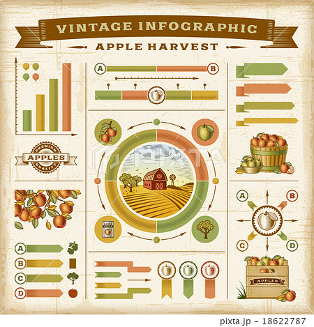 Vintage apple harvest infographic set Vintage apple harvest infographic set 18622787