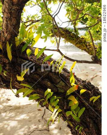 パラオ・カープ島の斜めに傾いた樹木とツル植物 18622966