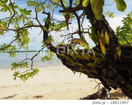 パラオ・カープ島の砂浜と斜めに傾いた樹木 18622967