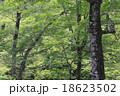 冠山の新緑の森 18623502