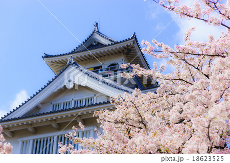 長浜城の桜 18623525
