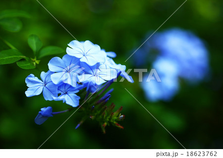 ルリマツリの花咲く 18623762