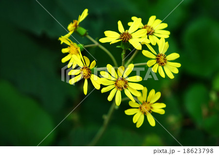 日陰に咲くツワブキの花 18623798