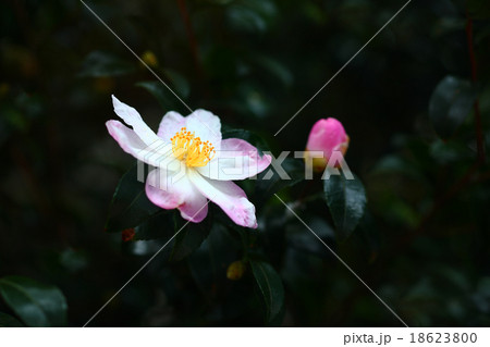 サザンカの花咲く サザンカの花咲く 18623800