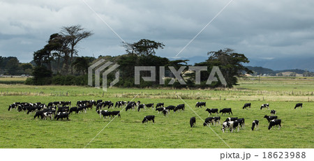 Cattle Grazing 18623988