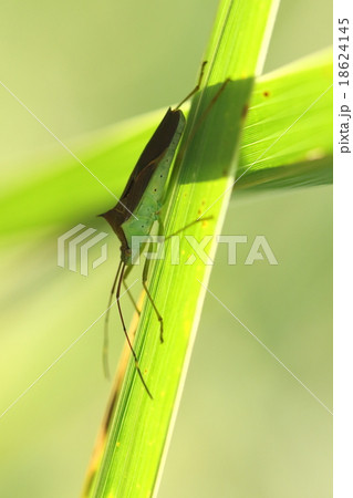 自然　昆虫　ミナミトゲヘリカメムシ、温暖化の影響で北上中のようです。果樹の被害が増えるかもしれません 18624145