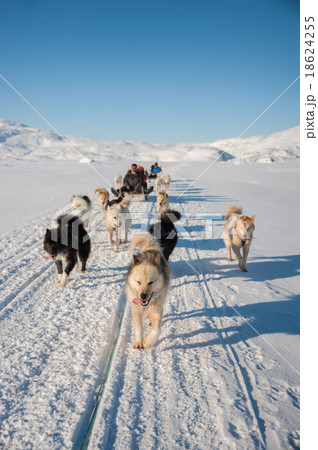 Dog sledding in Greenland Dog sledding in Greenland 18624255