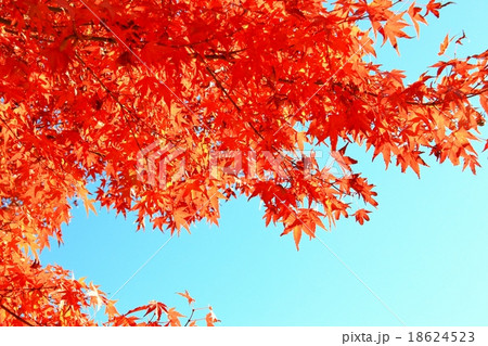 鮮やかな紅葉 18624523