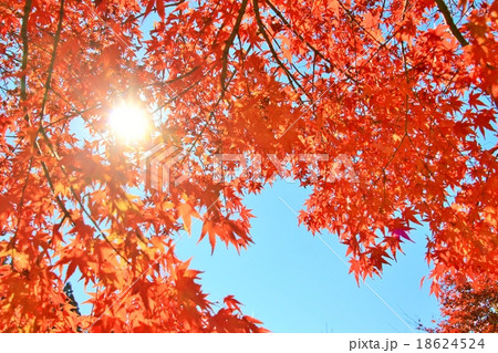 鮮やかな紅葉 18624524
