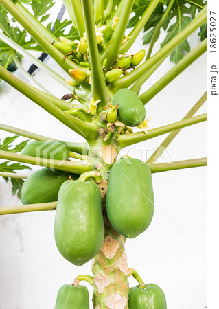 papaya on the papaya tree 18625027